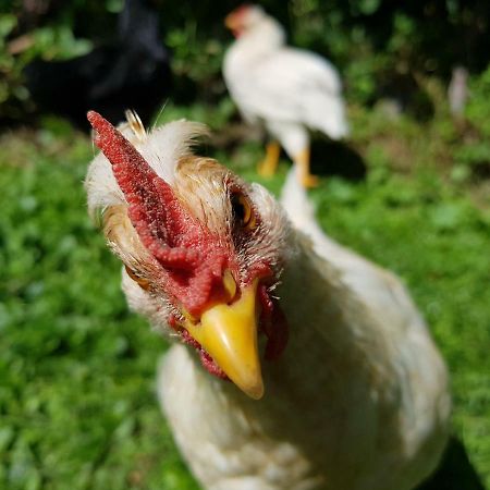 Ferienwohnung Woid Mandl Velden am Wörthersee Dış mekan fotoğraf